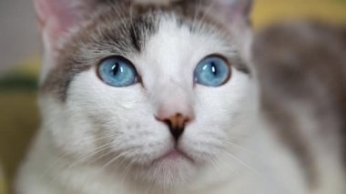 Yetişkin bir kedi yumuşak bir kanepede yatar. Mavi gözlü güzel bir evcil kedi avlanmak için bir oyuncağa bakıyor. Sağlıklı, sevimli bir kedi yavrusu koku, işitme ve görme duyusunu kullanır. Temiz bir evcil hayvanın yakın çekimi