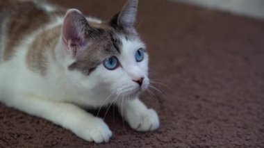 Mavi gözlü güzel bir evcil kedi avlanmak için bir oyuncağa bakıyor. Yetişkin kedi halıya uzanıyor. Sağlıklı bir kedi koku, işitme ve görme duyusunu kullanır. Güzel bir benekli hayvanın yakın çekimi ve...