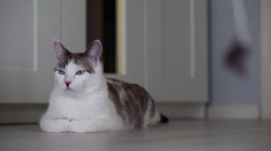 Mavi gözlü güzel bir evcil kedi avlanmak için bir oyuncağa bakıyor. Yerde bir dairede yetişkin bir kedi yatıyor. Sağlıklı, sevimli bir kedi yavrusu koku, işitme ve görme duyusunu kullanır. Yakın plan.