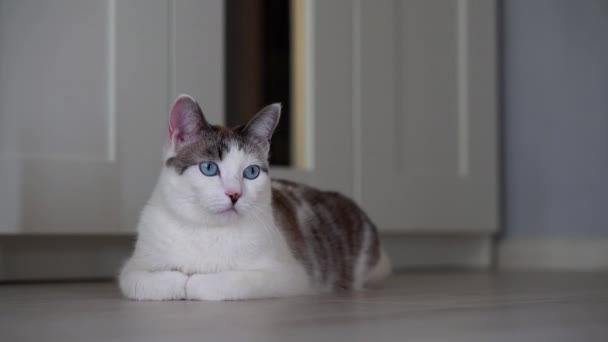 Μια γαλανομάτα όμορφη γάτα κοιτάζει ένα παιχνίδι για να κυνηγήσει. Μια ενήλικη γάτα βρίσκεται σε ένα διαμέρισμα στο πάτωμα. Ένα υγιές, χαριτωμένο γατάκι χρησιμοποιεί την αίσθηση της όσφρησης, της ακοής και της όρασης. Κοντινό πλάνο — Αρχείο Βίντεο