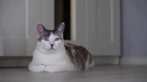 青い目の美しい国内猫が狩りのためにおもちゃを見ています。大人の猫が床の上のアパートに横たわっている。ヘルシーでかわいい子猫は、匂い、聴覚、視覚を使います。閉鎖 — ストック動画