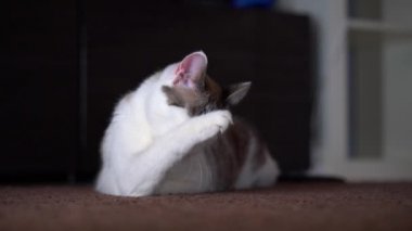Yetişkin, güzel, mavi gözlü krema kedisi pembe diliyle kürkünü yalıyor. Temiz bir kedi pençesini tükürükle yıkamak için kullanır. Benekli ve çizgili açık renkli güzel bir evcil hayvanın yakın çekimi.