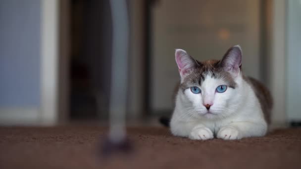 Голубоглазый красивый домашний кот смотрит на игрушку, чтобы охотиться. Взрослая кошка лежит на ковре. Здоровый кот использует свое обоняние, слух и зрение. Крупный план аккуратного питомца пятнистого и — стоковое видео