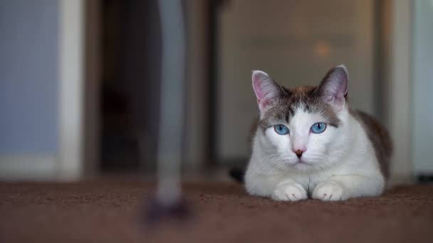 Eine blauäugige schöne Hauskatze schaut auf ein Spielzeug, um zu jagen. Erwachsene Katzen liegen auf dem Teppich. Eine gesunde Katze nutzt ihren Geruchssinn, ihr Gehör und ihre Sehkraft. Nahaufnahme von einem gepflegten Haustier aus fleckigen und — Stockvideo