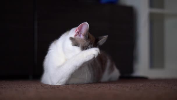 An adult beautiful blue-eyed cream cat licks its fur with its pink tongue. A clean cat uses its paw to wash with saliva. Close-up of a neat pet of spotty and striped light color. — Stock Video