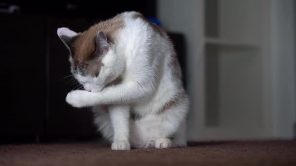 An adult beautiful blue-eyed cream cat licks its fur with its pink tongue. A clean cat uses its paw to wash with saliva. Close-up of a neat pet of spotty and striped light color. — Stock Video