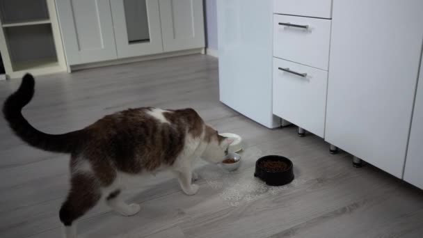 Volwassen gezonde kat eet voedsel. Beige huiskat eet nat voedsel uit een kom. Goede voeding van een huisdier, een kom schoon water in de buurt. Het algemene plan van een keurig huisdier met een vlekkerig en gestreept — Stockvideo