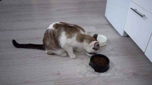 Felnőtt egészséges macska eszik étel. A bézs házi cica nedves ételt eszik egy tálból. Megfelelő táplálkozás egy kisállat, egy tál tiszta víz a közelben. Az általános terv egy takaros kisállat egy foltos és csíkos — Stock videók