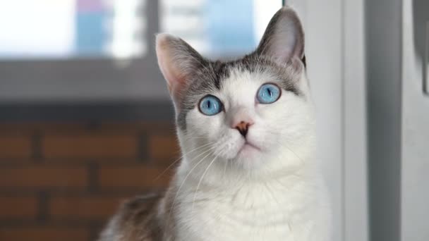 Eine blauäugige schöne Hauskatze schaut auf ein Spielzeug, um zu jagen. Die erwachsene Katze sitzt auf der Fensterbank. Eine gesunde Katze nutzt ihren Geruchssinn, ihr Gehör und ihre Sehkraft. Beige Wolle schimmert. Schließen — Stockvideo