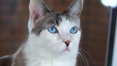 Mavi gözlü güzel bir evcil kedi avlanmak için bir oyuncağa bakıyor. Yetişkin kedi pencere pervazında oturuyor. Sağlıklı bir kedi koku, işitme ve görme duyusunu kullanır. Bej renkli yün parlatıcılar. Kapat