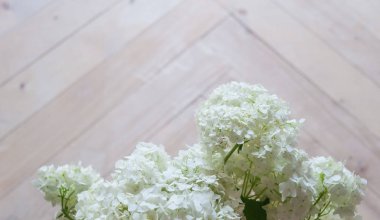 Ahşap parke üzerinde ihale beyaz ortanca.