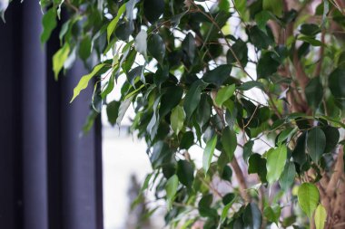 Yaprakları bir saksı içinde dekoratif bir ağaç. Houseplant