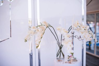 Güzel beyaz Phalaenopsis orkide çiçekler. Falenopsis