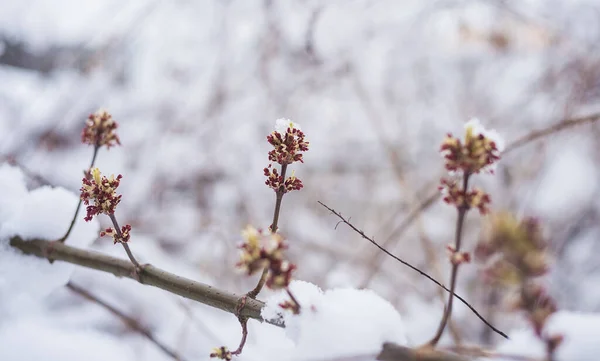 Small buds and buds on a tree branch. Wildlife. Cold, snowy spring in Europe. Snow on the branches of bushes in the countryside