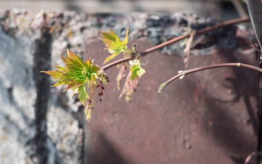 İlkbaharda ağaçtaki ilk yapraklar. Ağaçtaki güzel yeşil. Yaprakların keskin uçları beton arka planda