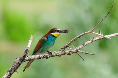 Yakalanan yusufçuk dalı yeşil arka plan ile oturan Avrupa arı kuşugiller (arı kuşu apiaster).