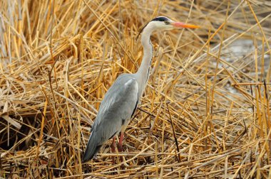 Bir misina karışık ve kurtarılmayı bekleyen gri balıkçıl (Ardea cinerea).