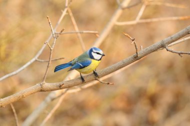 Avrasya Mavi baştankara (Cyanistes caeruleus) (dalı yeşil-kahverengi arka plan ile oturan yükselen güneş ışınlarının)