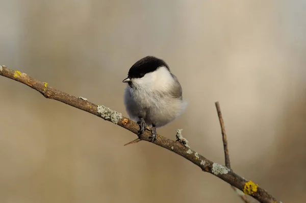 Willow Tit Poecile Montanus Sits Branch Soft Background Sunflower Seed — Φωτογραφία Αρχείου