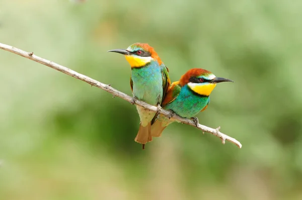 Two bee-eater sit side by side, a sweet couple looks like a hear