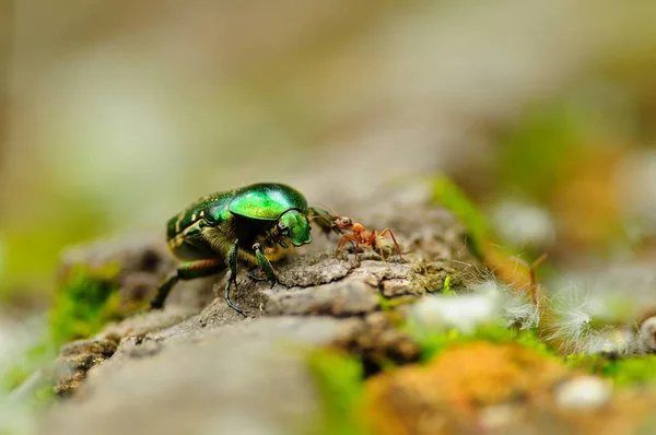 Rose chafer ha incontrato la formica di legno rosso su un albero caduto e si accarezzano — Foto Stock