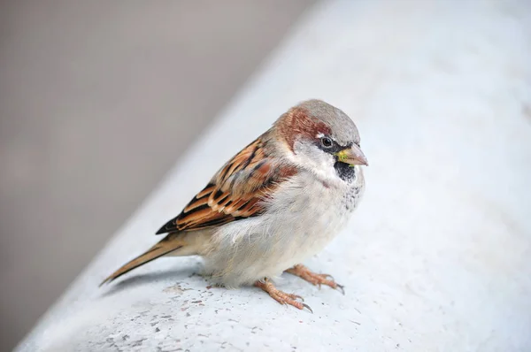 House Sparrow Passer Domesticus Sits Ruffle — Stock Photo, Image