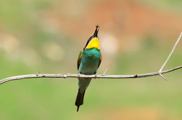 Bijeneter Merops Apiaster Jongleert Een Gevangen Wesp Zittend Een Tak — Stockfoto