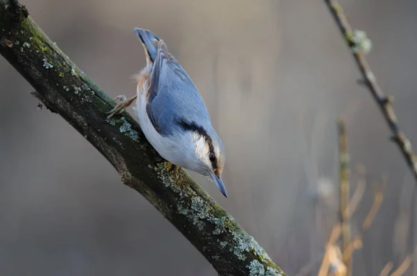 Wood Nuthatch Sitta Europaea Rays Rising Sun Sneaks Branch — Stock Photo, Image