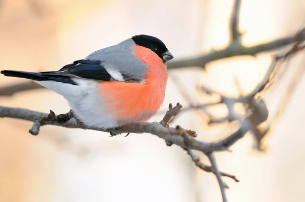 Eurasian Comune Bullfinch Pyrrhula Pyrrhula Incontra Alba Seduto Ramo — Foto Stock