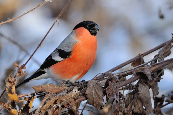 Finch Euroasiatico Comune Pyrrhula Pyrrhula Raggi Del Sole Nascente Seduto — Foto Stock