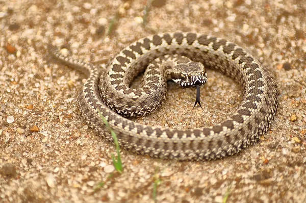 Velmi Malé Společné Evropské Zmije Vipera Berus Stočený Kruhu Ukázal — Stock fotografie