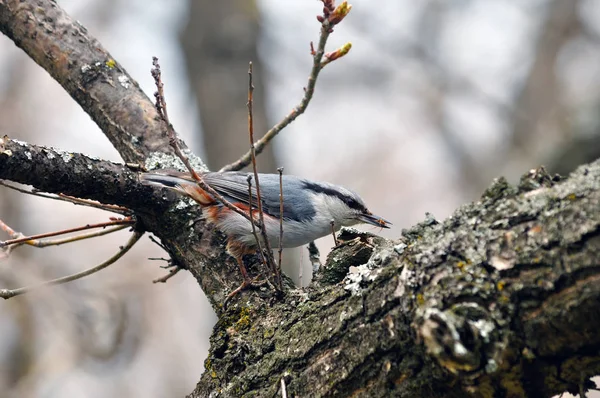 Sittelle Eurasienne Sitta Europaea Trouvé Attrapé Une Araignée — Photo