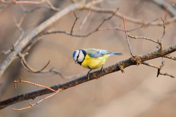 Ευρασιατική Γαλαζοπαπαδίτσα Cyanistes Caeruleus Στις Ακτίνες Του Ήλιου Συνεδρίαση Για — Φωτογραφία Αρχείου