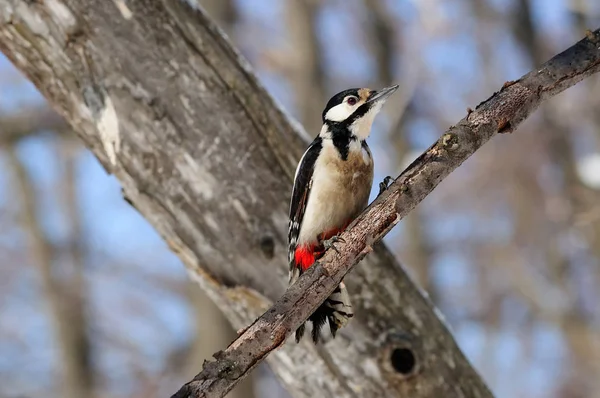 Great Spotted Woodpecker Dendrocopos Major Sitting Branch Background Dry Tree — Stock Photo, Image