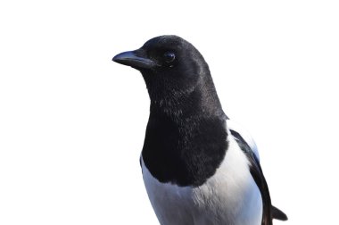 Portret beyaz bir arka plan üzerinde izole Avrasya Saksağan.