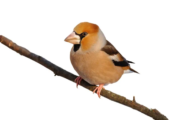 The hawfinch sitting on a branch (isolated on a white background). — Stock Photo, Image