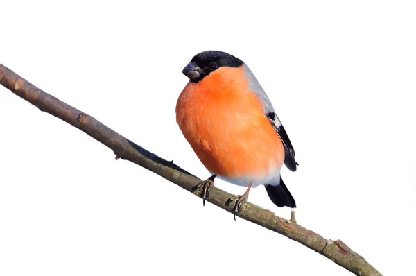 Eurasian bullfinch sitting on a branch (isolated on a white background). — Stock Photo, Image