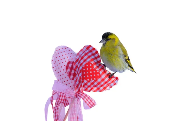 Small siskin sits on a heart for Valentine's Day (isolated on a white background). — Stock Photo, Image