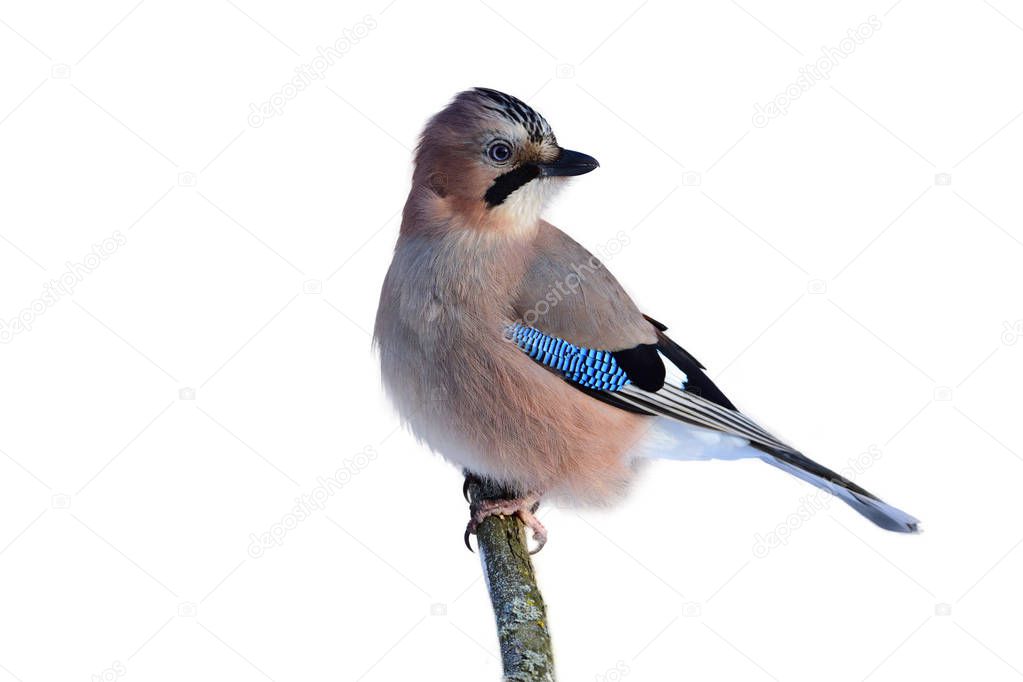 Eurasian jay sitting on a branch in a forest (isolated on a white background).