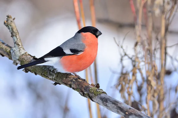 Eurasian bullfinch sitting on a branch with flaking bark (against the background of dry grass). — Stock Photo, Image