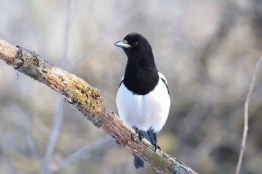 (Yumuşak bir arka plan üzerinde liken kaplı dal Avrasya magpie oturur).