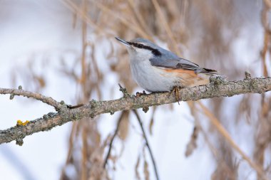 Wood nuthatch sits on a branch covered with lichen. clipart