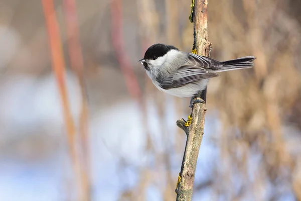 Willow tit sits on a branch covered with lichen (under the rays of the rising sun). — Stockfoto
