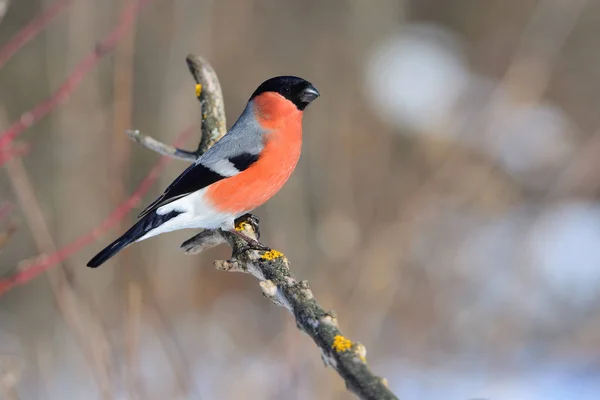 Il bullfinch eurasiatico siede su un ramo ricoperto di licheni (sotto i raggi del sole nascente ). — Foto Stock