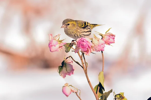 Pequeno siskin eurasian senta-se em um ramo de flor de rosa com botões (como uma ilustração do Festival da Primavera ). — Fotografia de Stock