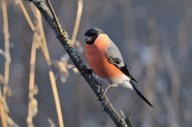 Bayağı şakrak kuşu besleme beklentisiyle şafakta bir dalda oturur.
