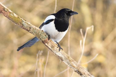 Bir şube (güneş ve gözlerinin içine yansıtmak orman ormanda oturan şafak, Magpie karşılar).