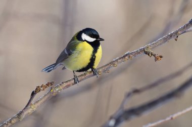 Büyük baştankara şafak Toplantı bir elma ağacının dalını üzerinde oturur.