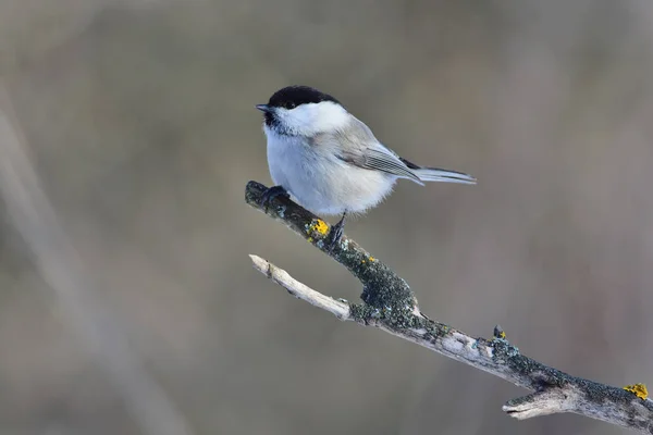 Willow tit sits on a branch resembling a fork covered with lichen. — Stockfoto