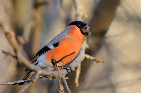 Eurasian bullfinch screaming while sitting on a branch of an apple tree in the park (at dawn). — Stock Photo, Image